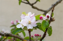 Vild Skovæble, barrods 50 - 80 cm